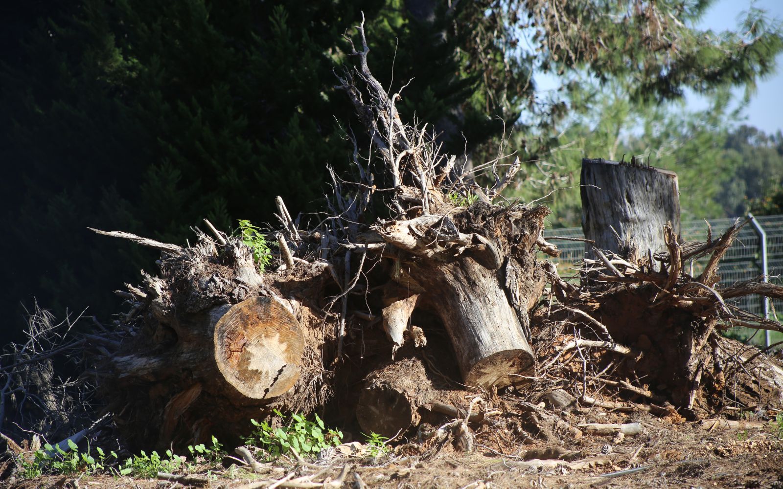 Can you provide tree safety assessments for schools and parks