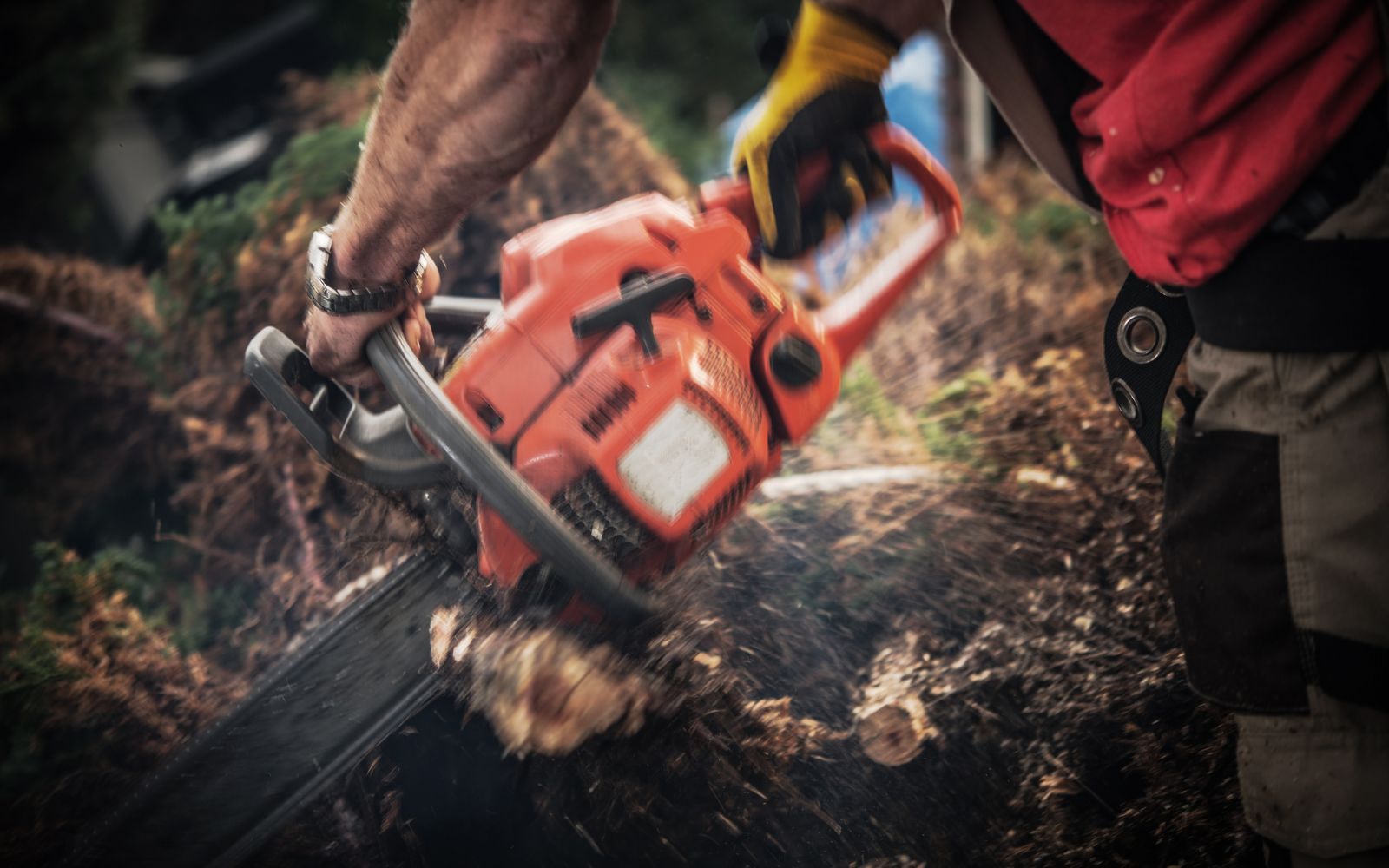 Can tree removal improve property value