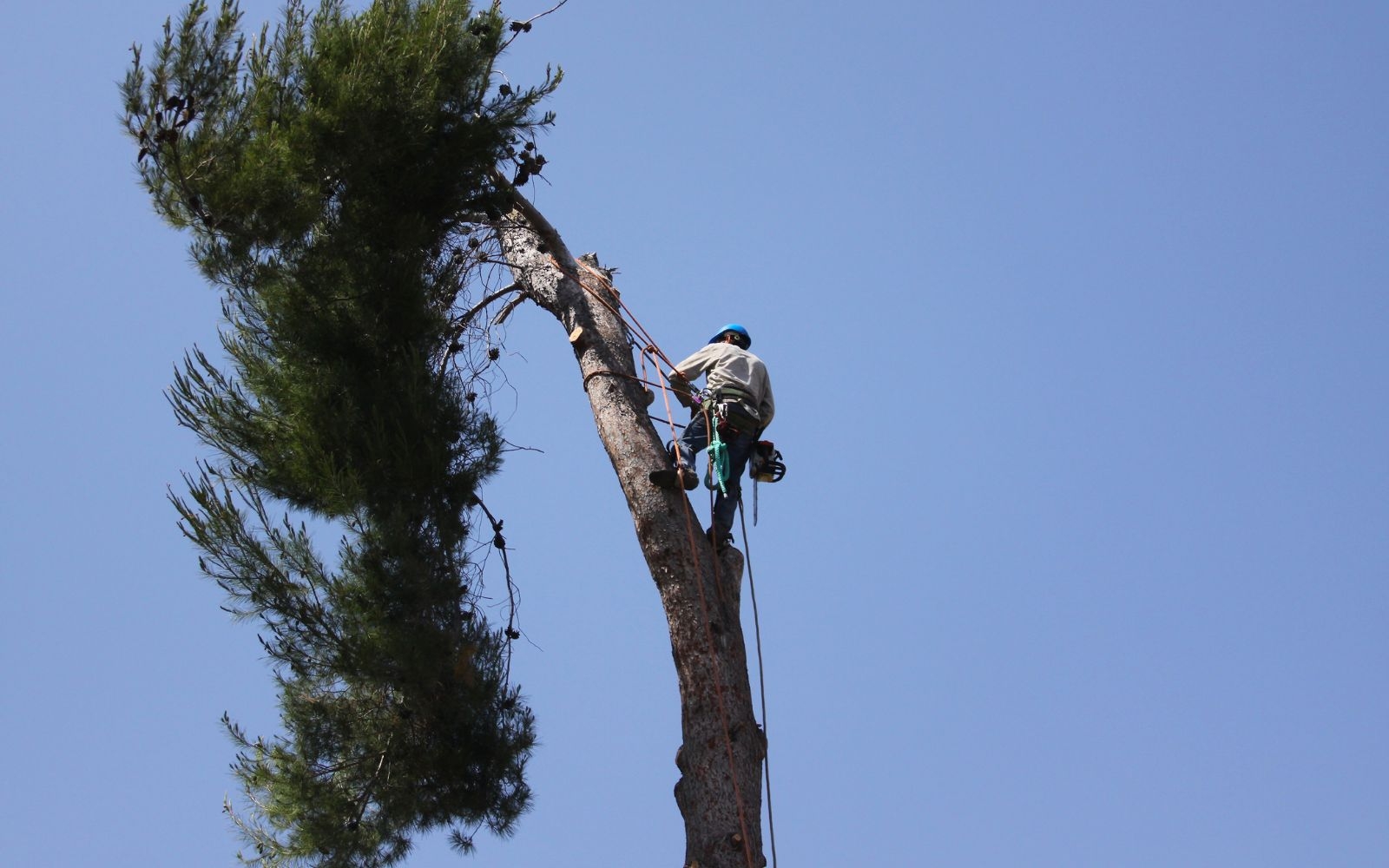 Do you offer regular hedge maintenance
