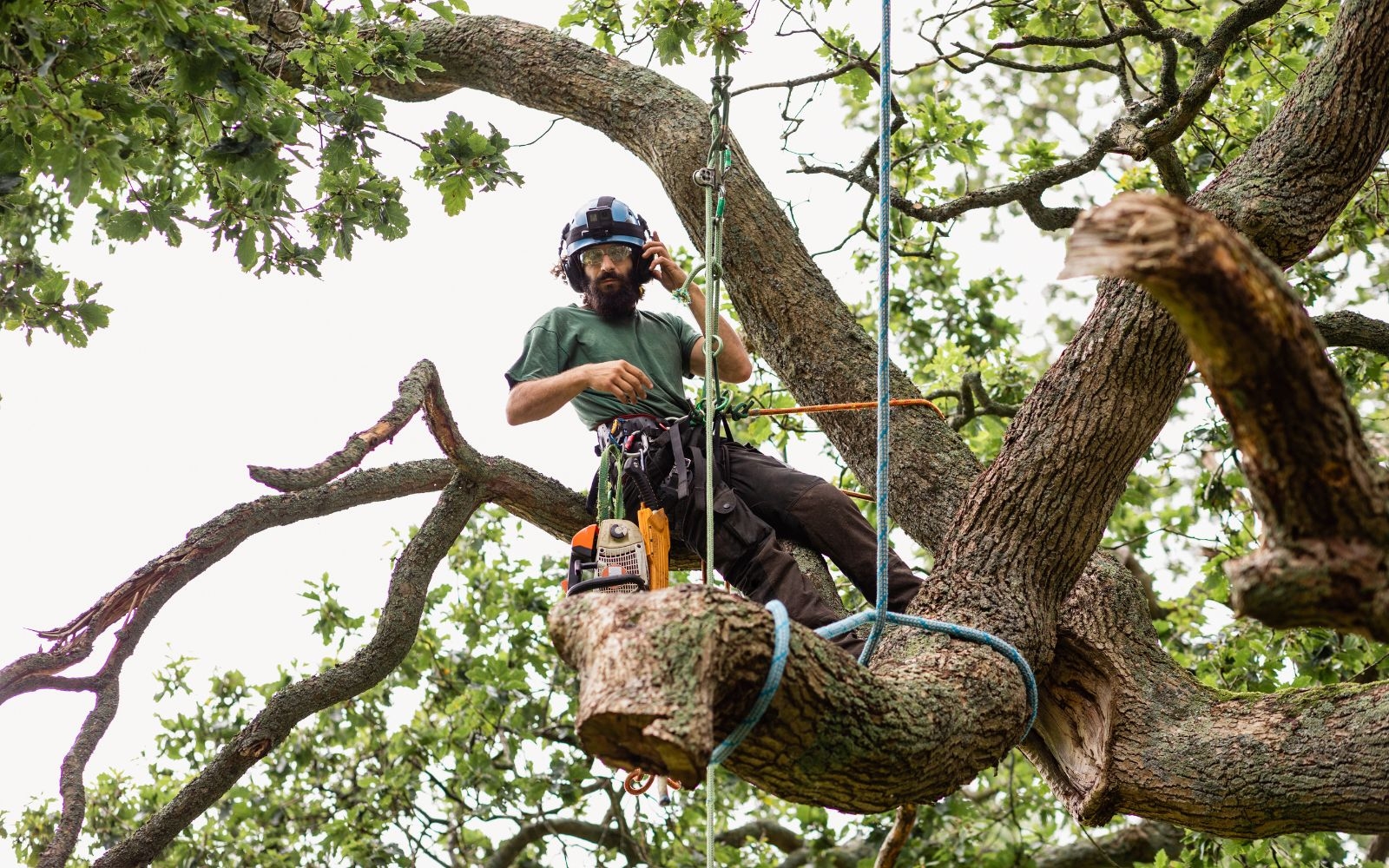 Does pruning reduce storm damage risk
