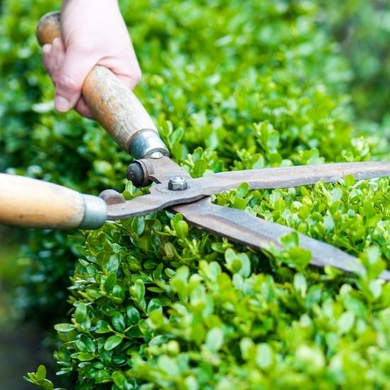 Do you offer advice on fire-resistant tree species