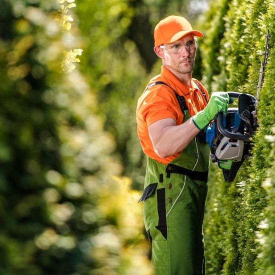 Can you remove trees near patios safely