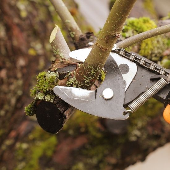 Can you prune trees for privacy screening