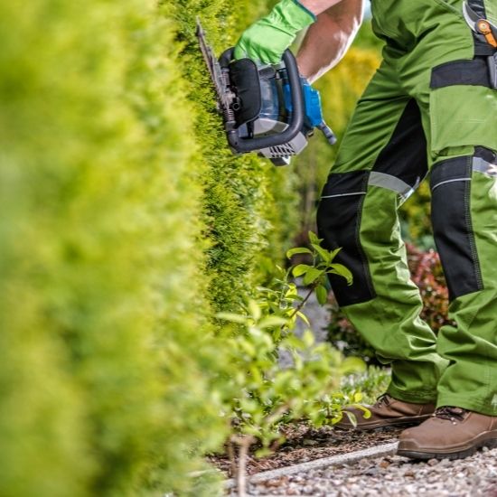 Will pruning affect tree growth