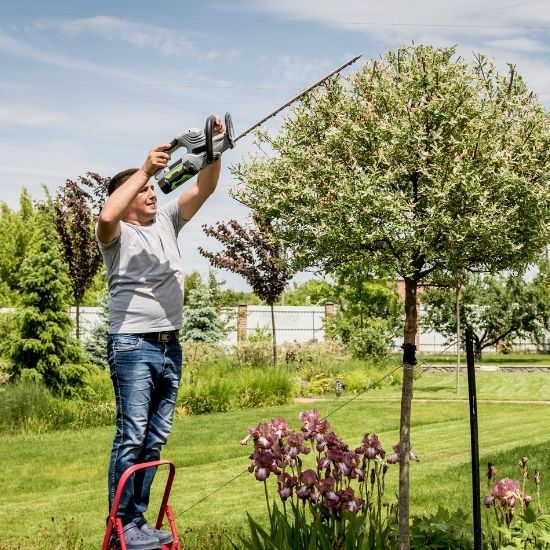 Do you provide advice on hedge maintenance plans