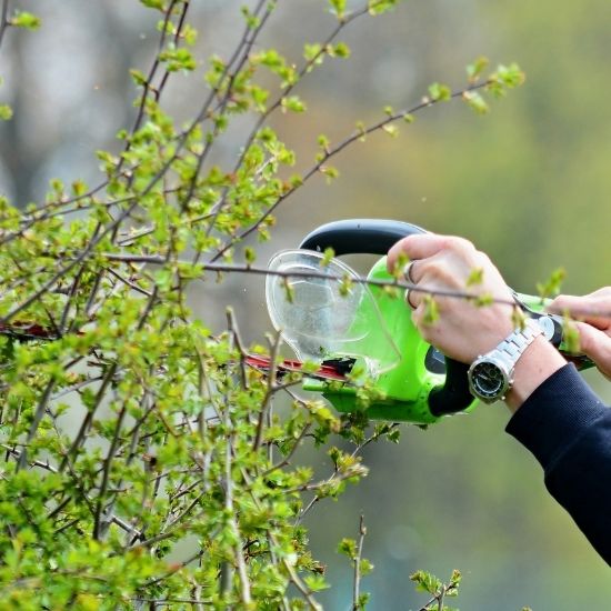 What are the signs a tree needs immediate removal