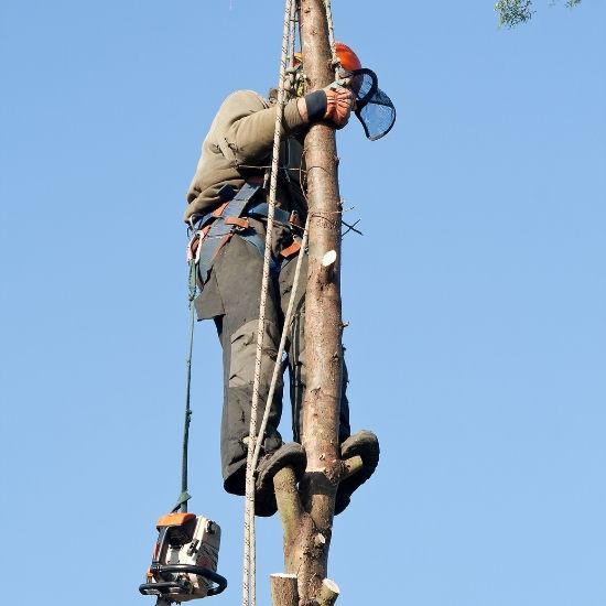 Can pruning help prevent limb splitting