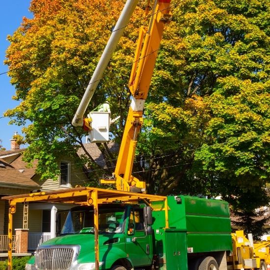 Is stump grinding environmentally friendly