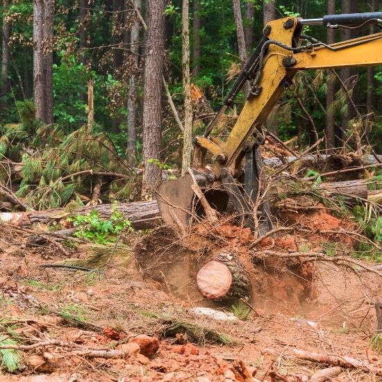 How do you handle emergency tree removal in Beaumaris