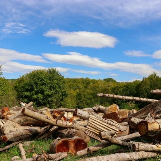 How do you shape trees for aesthetic appeal