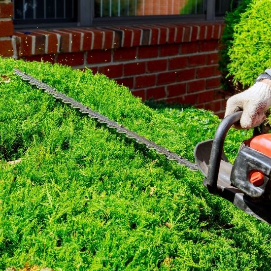 Can you remove palm trees from residential gardens