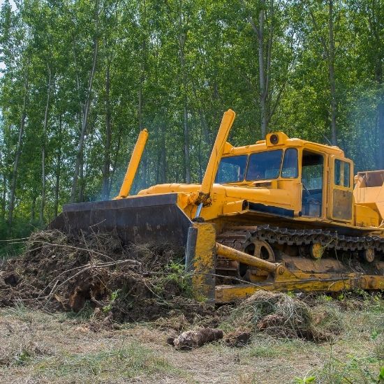 What precautions are taken during tree felling