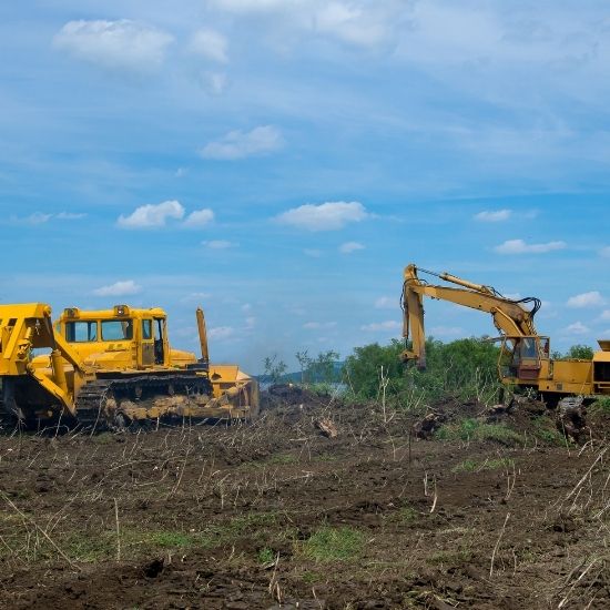 Can you safely remove trees near property boundaries