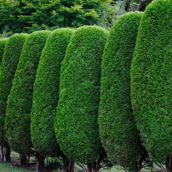 Do you offer roadside clearing