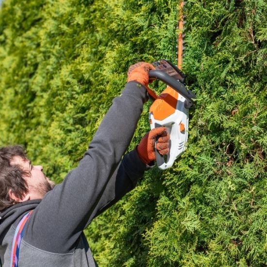 Do you offer maintenance for ornamental trees