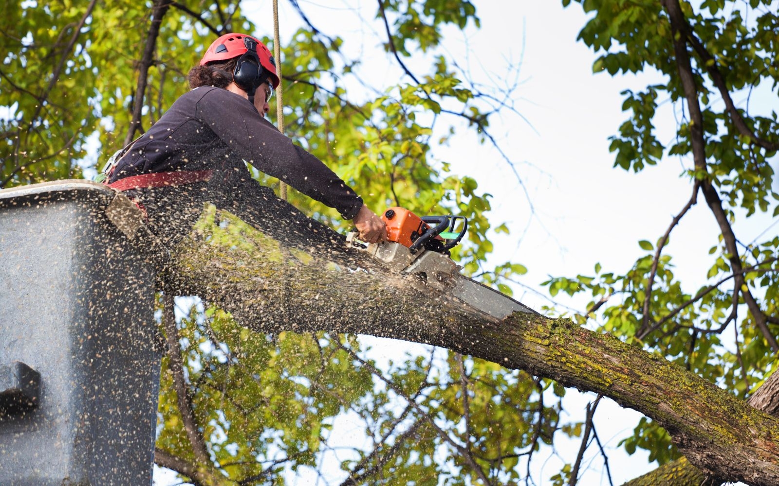 Is stump grinding better than stump removal
